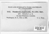 Image of Pseudovalsa hapalocystis